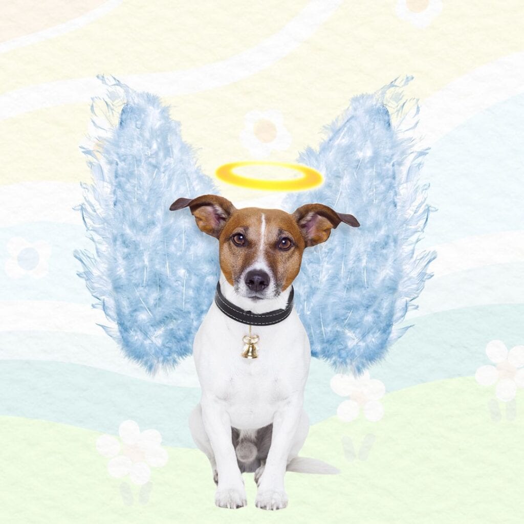 Illustration for the post about Pets in Heaven. This shows a mixed breed dog with soulful eyes, a brown face and white body. The dog has a collar on with a bell on it. The dog has a halo and feathery wings.