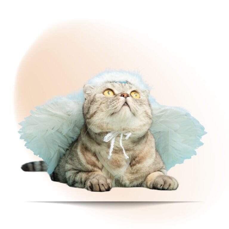 Illustration for the Pets in Heaven: Offering Hope When Little Hearts Hurt blog post. This is a drawging of a cat who is laying on its stomach with head raised looking up.. The cat has angel wings attached by a tie around its neck. The background is a soft pink cloud.