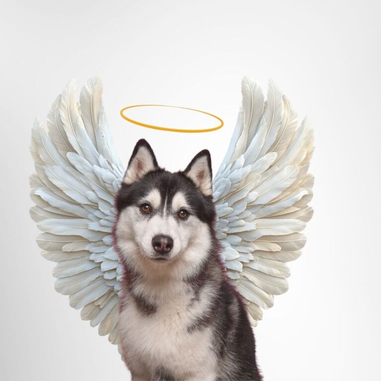 Picture of a husky who is sitting. The dog has angel wings that are very full and a halo above his head. The background is gray. The picture is used to illustrate the post Pets in Heaven: Offering Hope When Little Hearts Hurt.