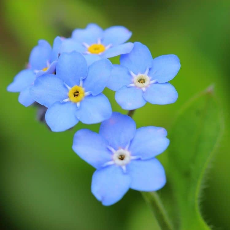 A photo of the forget-me-not flower. It is light blue on a green leaf background. There are 5 blossoms in this photo. The forger-me-not is the official flower of Grandparents Day, used in the post Grandparents Day activities.