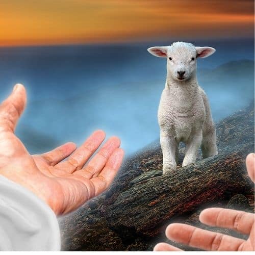 Illustration of a lost lamb on a rocky hill. In the foreground are 2 hands reaching out to the animal. Using to illustrate the post Bible Verses About Prodigal Children.