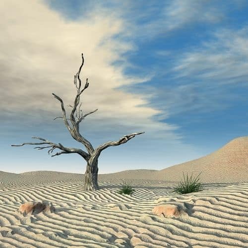 Illustration of a dead tree in the middle of a desert. The tree has 3 branches: one vertical and two horizontal. It is surrounded by sand and a few rocks. On the right side of the picture is a sand dune. Used to illustrate the concept of generational curses for the post 24 Bible Verses About Grandparents.